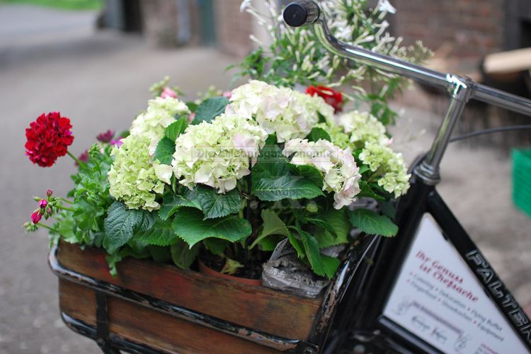 Dekoratives Fahrrad mit Blumen